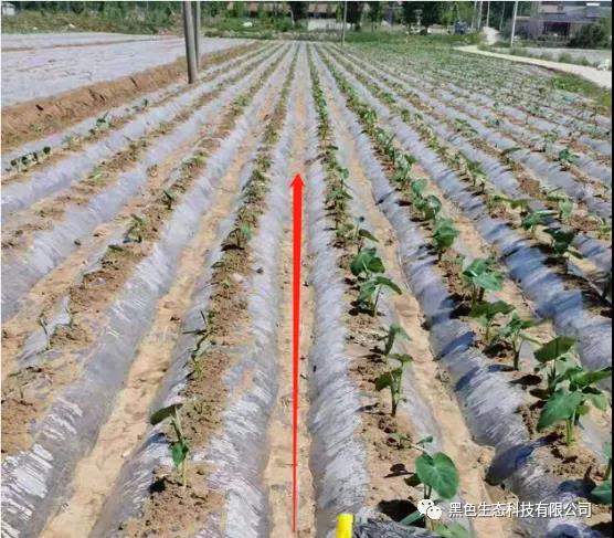 同一天种，为啥这边的苗长的这么好？