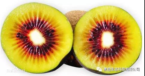 黑色生态蒲江猕猴桃“品质王”大赛，看看谁是大赢家！