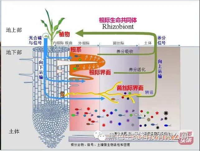矿源腐植酸+菌：改土生根、提质增产就用“双龙1981”